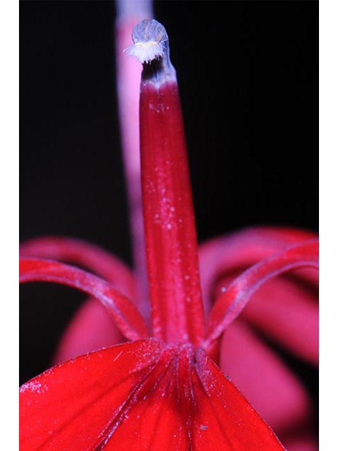 Lobelia cardinalis (Cardinal flower) #63248
