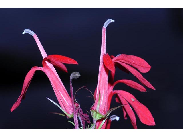Lobelia cardinalis (Cardinal flower) #63249
