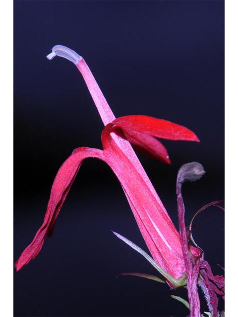 Lobelia cardinalis (Cardinal flower) #63250