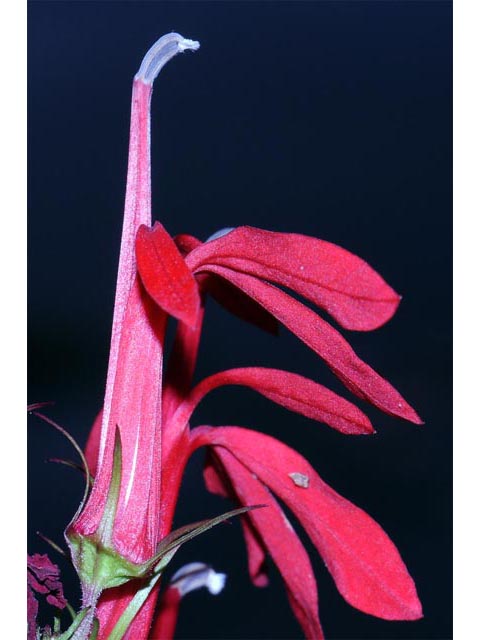 Lobelia cardinalis (Cardinal flower) #63251