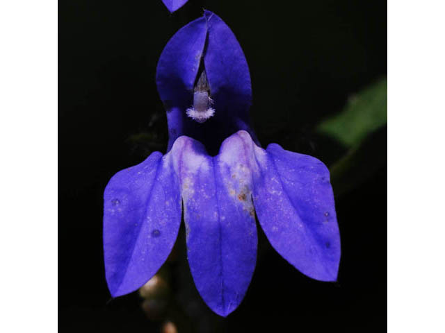 Lobelia siphilitica (Great blue lobelia) #63261