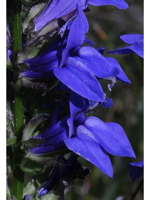 Lobelia siphilitica (Great blue lobelia) #63301