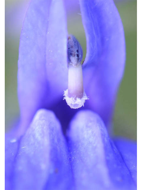 Lobelia siphilitica (Great blue lobelia) #63316