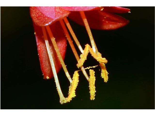 Lonicera sempervirens (Coral honeysuckle) #63359
