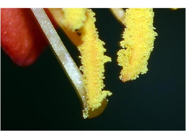 Lonicera sempervirens (Coral honeysuckle) #63360