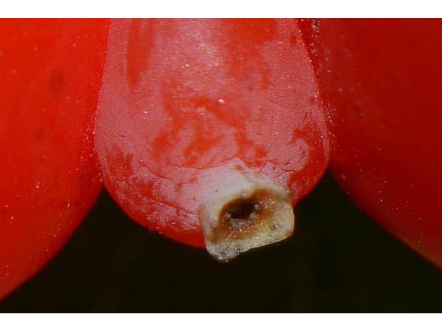 Lonicera sempervirens (Coral honeysuckle) #63368