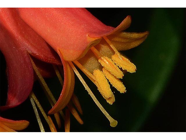Lonicera sempervirens (Coral honeysuckle) #63383
