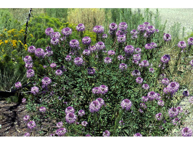 Cleome serrulata (Rocky mountain beeplant) #63469