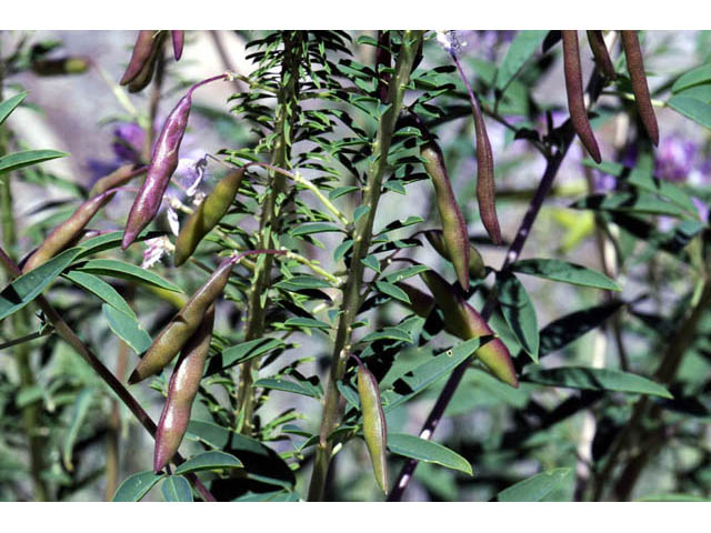 Cleome serrulata (Rocky mountain beeplant) #63486