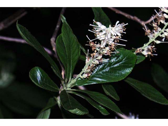 Clethra alnifolia (Coastal pepperbush) #63525