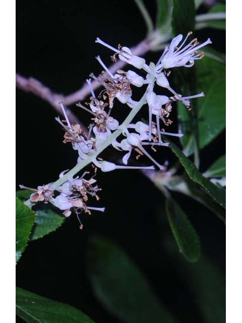 Clethra alnifolia (Coastal pepperbush) #63526