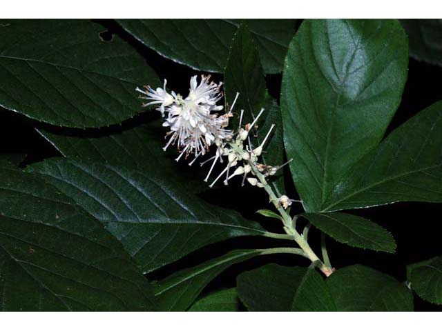 Clethra alnifolia (Coastal pepperbush) #63527