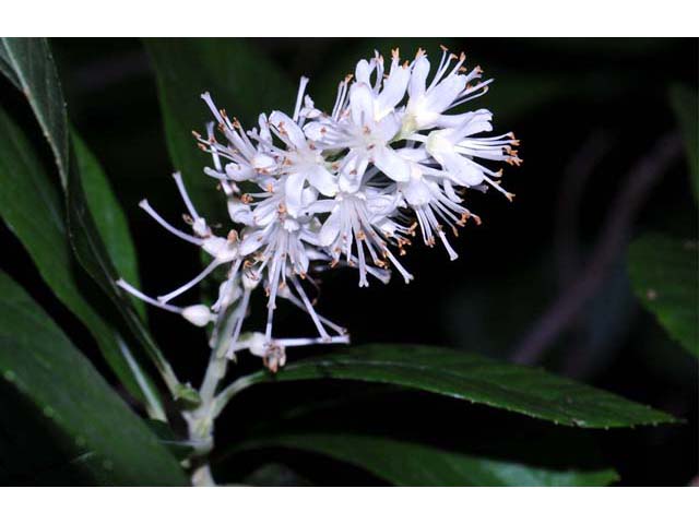 Clethra alnifolia (Coastal pepperbush) #63529