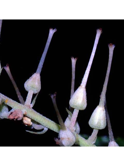 Clethra alnifolia (Coastal pepperbush) #63533