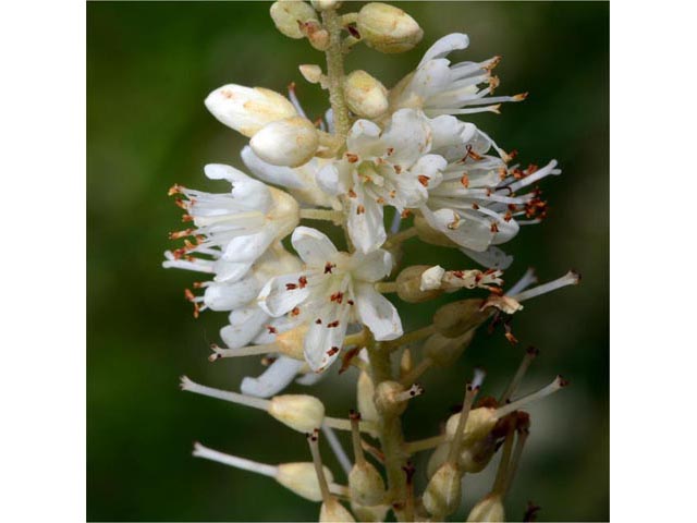Clethra alnifolia (Coastal pepperbush) #63537