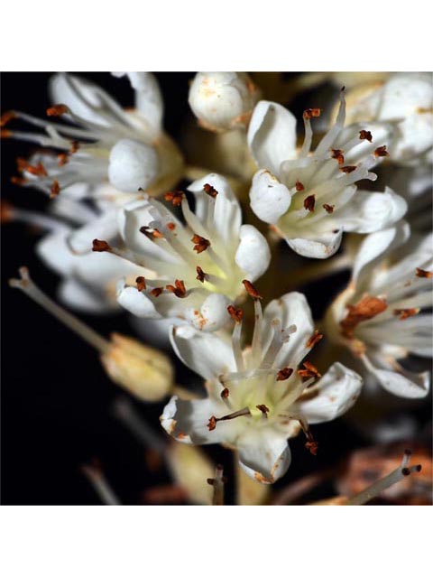 Clethra alnifolia (Coastal pepperbush) #63538