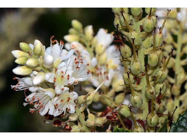 Clethra alnifolia (Coastal pepperbush) #63543