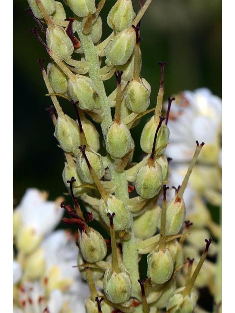 Clethra alnifolia (Coastal pepperbush) #63544