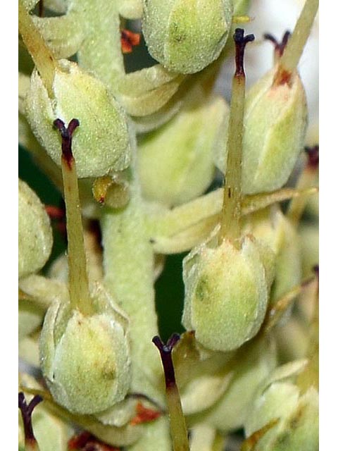 Clethra alnifolia (Coastal pepperbush) #63547