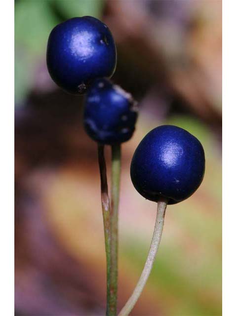Clintonia borealis (Bluebead) #63550