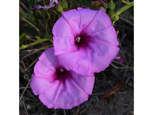 Ipomoea leptophylla (Bush morning-glory) #63612