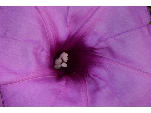 Ipomoea leptophylla (Bush morning-glory) #63613