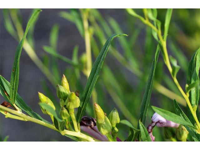 Ipomoea leptophylla (Bush morning-glory) #63617