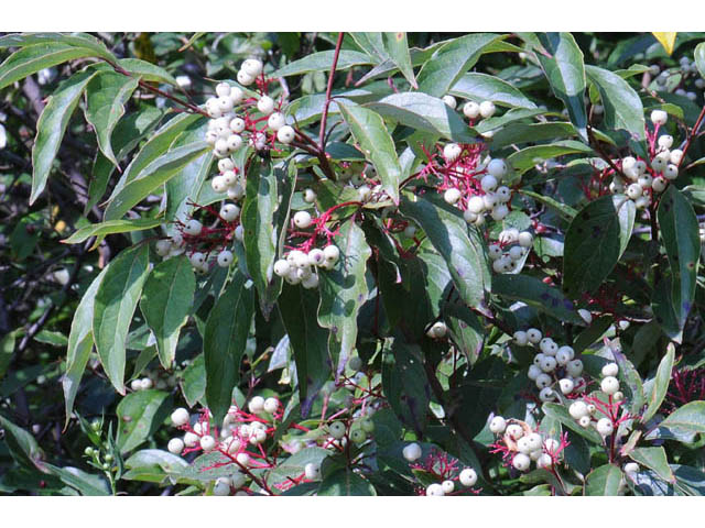 Cornus racemosa (Gray dogwood) #63642