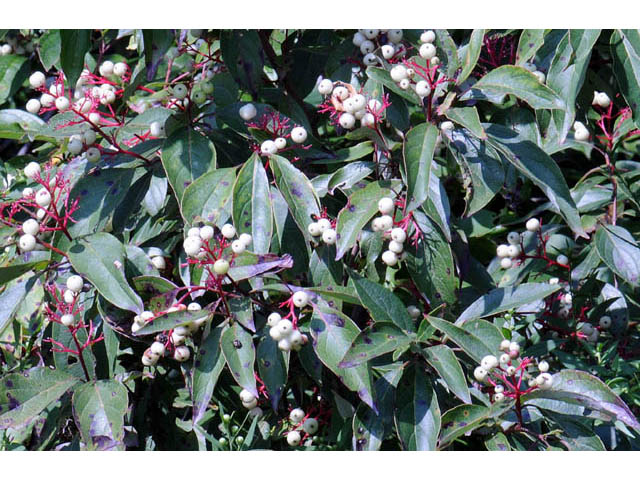 Cornus racemosa (Gray dogwood) #63643