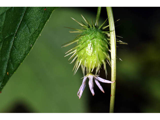 Echinocystis lobata (Wild cucumber) #63691