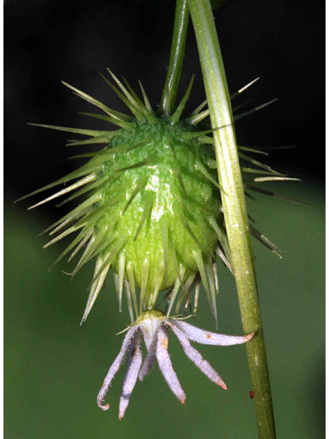 Echinocystis lobata (Wild cucumber) #63692