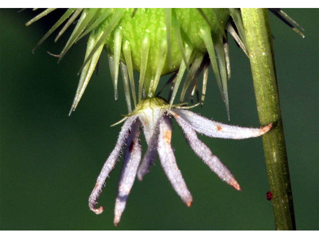Echinocystis lobata (Wild cucumber) #63693
