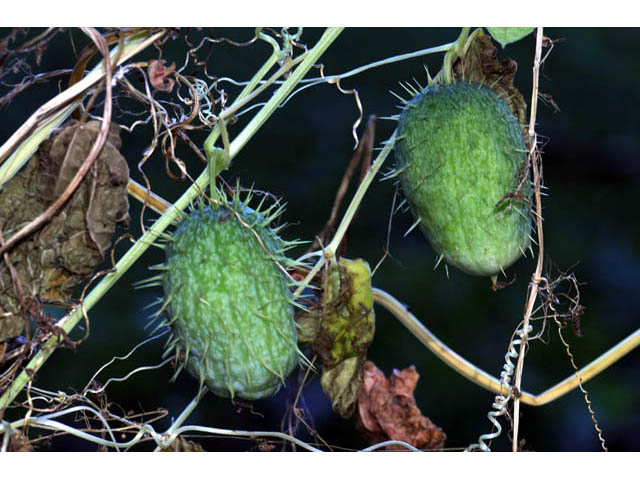Echinocystis lobata (Wild cucumber) #63697