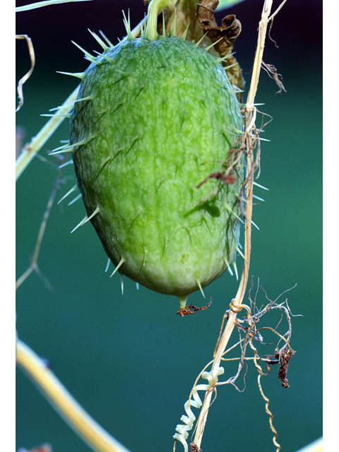 Echinocystis lobata (Wild cucumber) #63698