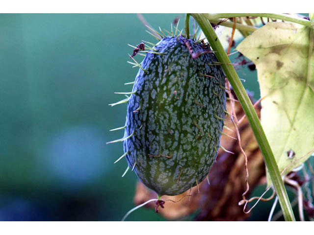 Echinocystis lobata (Wild cucumber) #63700
