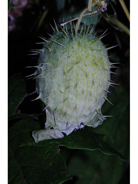Echinocystis lobata (Wild cucumber) #63701