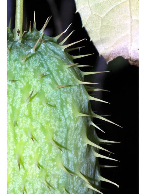 Echinocystis lobata (Wild cucumber) #63702