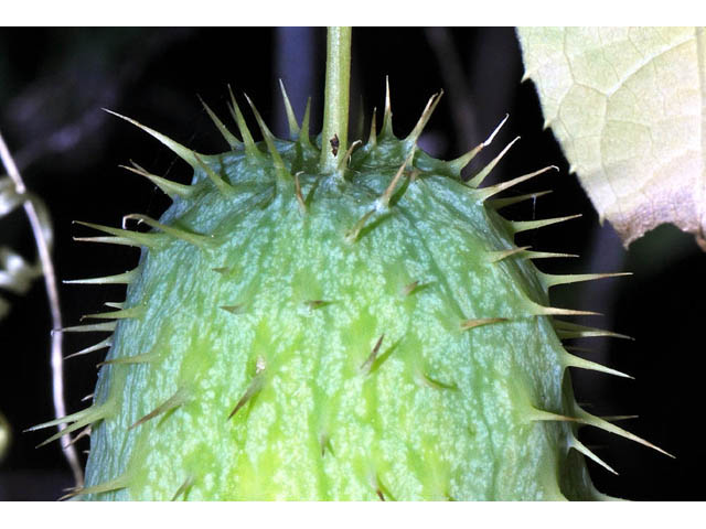 Echinocystis lobata (Wild cucumber) #63703