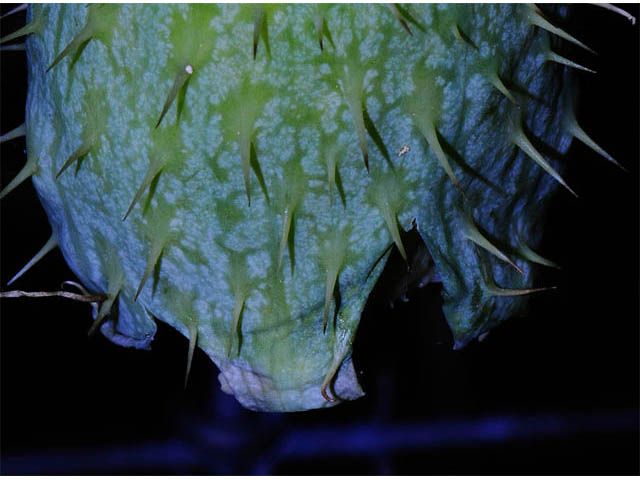 Echinocystis lobata (Wild cucumber) #63704
