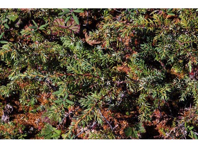 Juniperus communis var. depressa (Common juniper) #63713