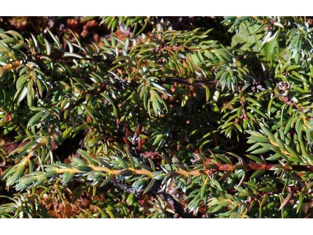 Juniperus communis var. depressa (Common juniper) #63714