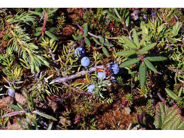 Juniperus communis var. depressa (Common juniper) #63716