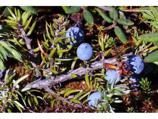 Juniperus communis var. depressa (Common juniper) #63717