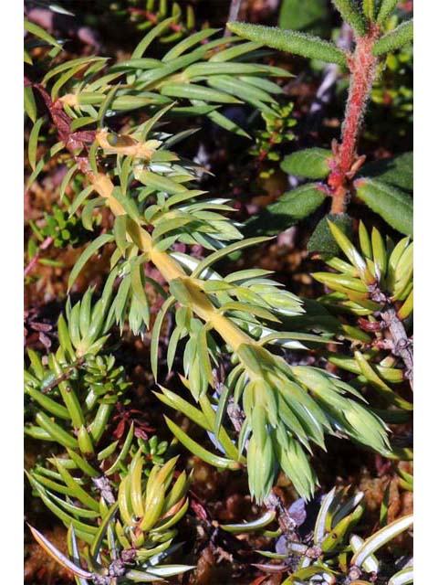 Juniperus communis var. depressa (Common juniper) #63719