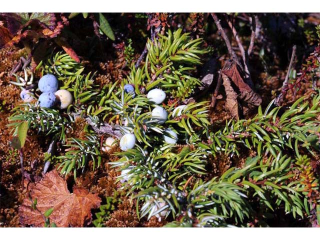 Juniperus communis var. depressa (Common juniper) #63720