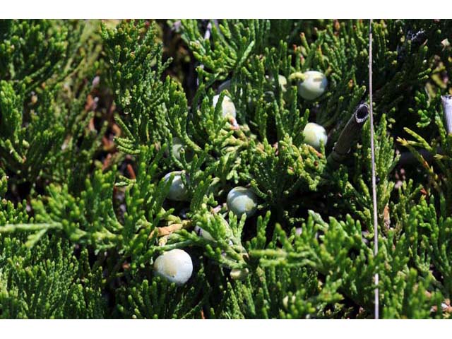 Juniperus horizontalis (Creeping juniper) #63728