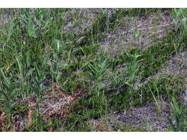 Juniperus horizontalis (Creeping juniper) #63731
