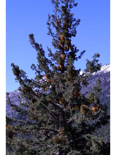 Juniperus occidentalis (Western juniper) #63733
