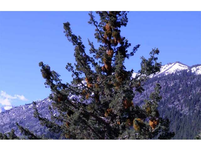 Juniperus occidentalis (Western juniper) #63734