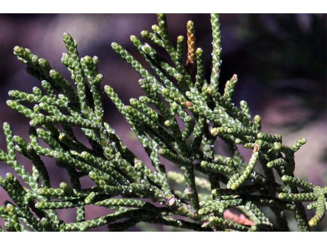 Juniperus occidentalis (Western juniper) #63736